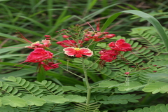 Caesalpinia pulcherrima